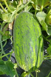 Melons: IRIDESCENT ( Radyzhnaya) Melon-Torpedo